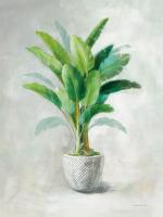Greenhouse Palm II #57929 Greenhouse Palm II #57929