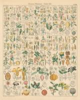Flora Chart I #57995 Flora Chart I #57995