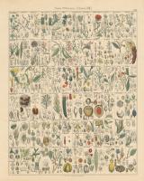 Flora Chart II #57996 Flora Chart II #57996