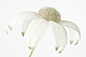 Flannel Flower #58054 Flannel Flower #58054