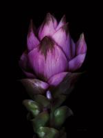 Siam Tulip #58065 Siam Tulip #58065