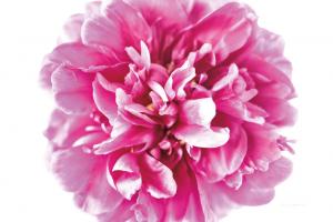 Pink Peony Closeup #58068 Pink Peony Closeup #58068