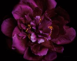 Vivid Dark Peony #58070 Vivid Dark Peony #58070