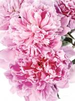Pink Peony Cluster #58071 Pink Peony Cluster #58071