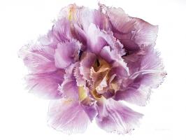 Purple Double Open #58084 Purple Double Open #58084