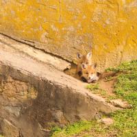 Fox Cubs II #58135 Fox Cubs II #58135
