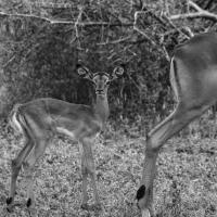 Impala and Baby #58137 Impala and Baby #58137