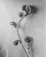 Fiddlehead I #58875 Fiddlehead I #58875