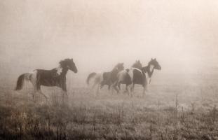 Paint Horses on the Run #59412 Paint Horses on the Run #59412