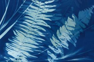 Cyanotype Tropical X #60521