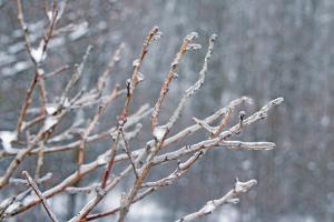 Glistening Branches I #60539 Glistening Branches I #60539