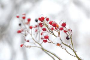 Winter Berries II #60543 Winter Berries II #60543