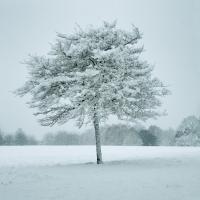 Winter Landscape IV #60922