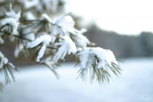 Frosted White Pine #60940 Frosted White Pine #60940
