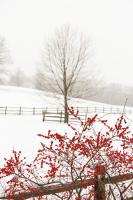 Red on White #60997