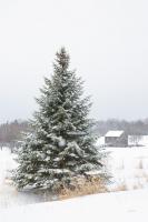 Perfect Pine Tree #60998