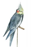 Bird 1 #92859