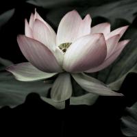 The Lotus I #ANE5058 The Lotus I #ANE5058