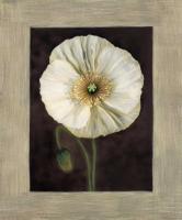 Flora I #AT1167 Flora I #AT1167