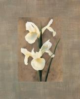 Iris #AT1223 Iris #AT1223