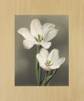 Tulipani #AT1445 Tulipani #AT1445