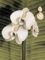 Orchid with Palm II #AT4761 Orchid with Palm II #AT4761