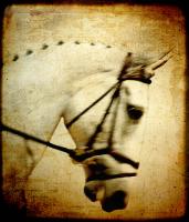 Dressage Horse #82413 Dressage Horse #82413