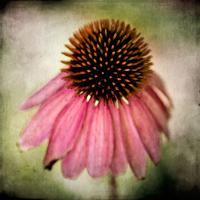 Echinacea #82419 Echinacea #82419