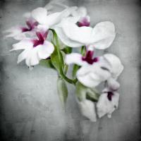 Orchids #82421 Orchids #82421