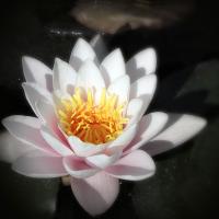 Waterlily #82422 Waterlily #82422