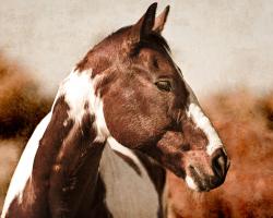 Horse 1 #86197