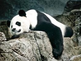 Panda #86200