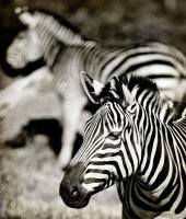 Zebra #86201