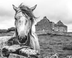 Ireland Black & White #98486 Ireland Black & White #98486