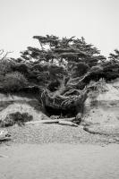 Beach Tree, Kalaloch #98169 Beach Tree, Kalaloch #98169