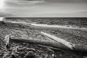 Driftwood On Beach, Fort Worden State Park #98171 Driftwood On Beach, Fort Worden State Park #98171