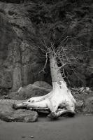 Driftwood Tree, Ruby Beach #98172 Driftwood Tree, Ruby Beach #98172