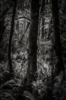 Lowland Winter Forest No 11, Tiger Mountain #98182 Lowland Winter Forest No 11, Tiger Mountain #98182