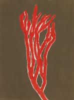 Coral 7 #86279 Coral 7 #86279