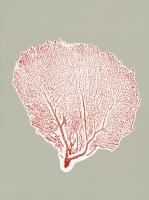 Sea Fan 11 #86284 Sea Fan 11 #86284