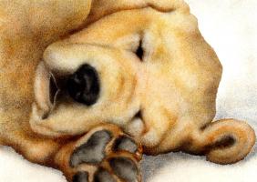 Nipper Nap #72083 Nipper Nap #72083