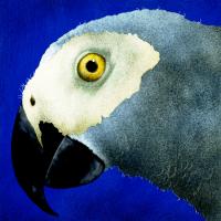 No Caws #72084 No Caws #72084