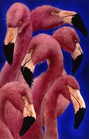 Pinkies #72092 Pinkies #72092