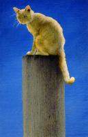 Pole Cat #72097 Pole Cat #72097