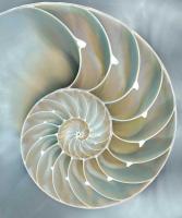 Nautilus in Blue II #CKL111754 Nautilus in Blue II #CKL111754