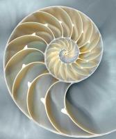 Nautilus in Blue I #CKL111755 Nautilus in Blue I #CKL111755
