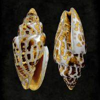 Golden Ocean Gems I #CKL112236 Golden Ocean Gems I #CKL112236
