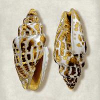 Golden Ocean Gems on Ivory I #CKL112802 Golden Ocean Gems on Ivory I #CKL112802