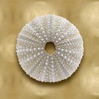 Ocean Gem on Gold V #CKL114069 Ocean Gem on Gold V #CKL114069