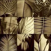 Tropical Leaves I #CKL4485 Tropical Leaves I #CKL4485